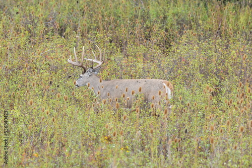White tail buck in field walking. 