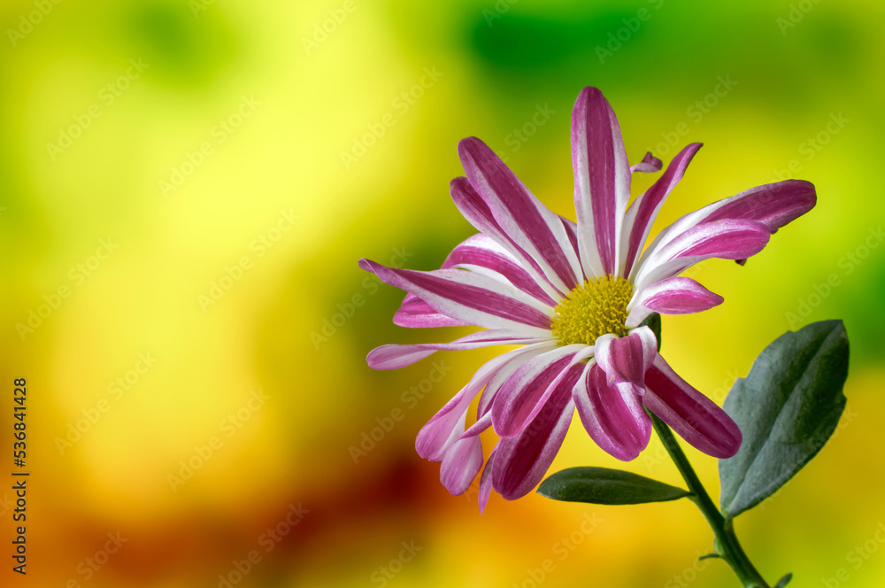 chrysanthemum, single blooming flower from close range on a delicate blurred background, inflorescence in purple white