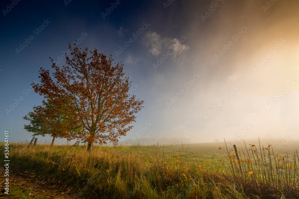 an autumnal landscape and fog