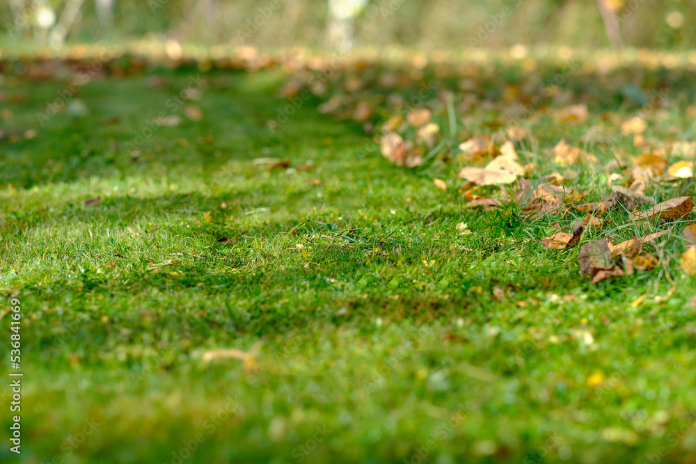 Lawn removed from yellow leaves, close-up, place for the inscription Lawn removed from yellow leaves, close-up, place for the inscription