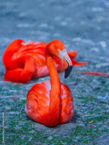 Принти на полотні Flamingos or flamingoes are a type of wading bird in the family Phoenicopteridae, which is the only extant family in the order Phoenicopteriformes