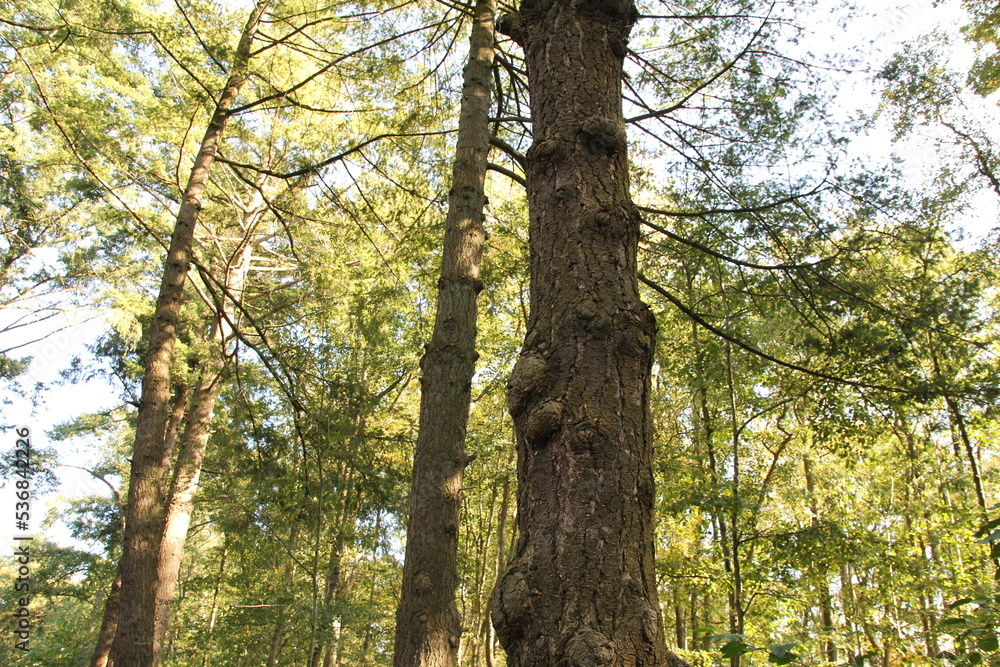 a stem of an oak tree with grooves and knots in a forest with green leaves in autumn