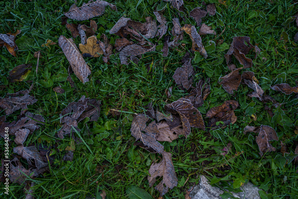 Fototapeta premium leaf at grass