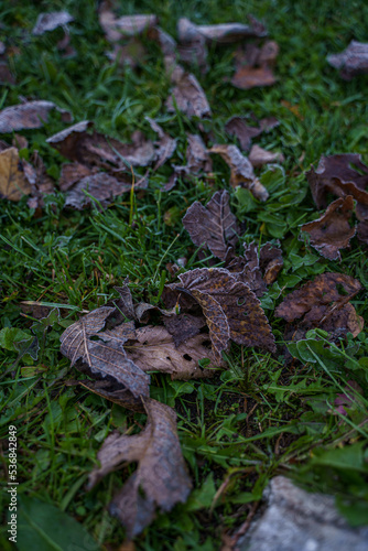 leaf at grass