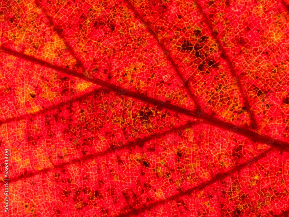 Fototapeta premium red leaf background
