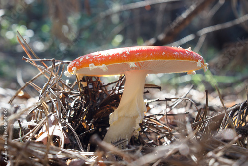 Mushroom with a red cap in a sunny autumn forest. Close-up.