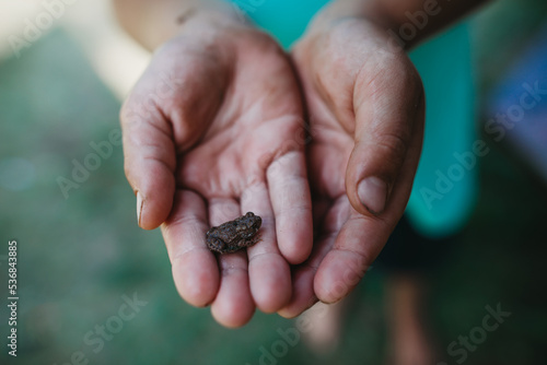 Tiny Frog in boys' hands
