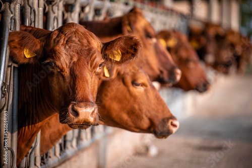 Canvas-taulu Beef cattle farming and large group of cows domestic animals inside cowshed waiting for food