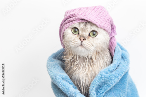 Funny wet cat, after bathing, wrapped in a blue towel in a violet cap on his head