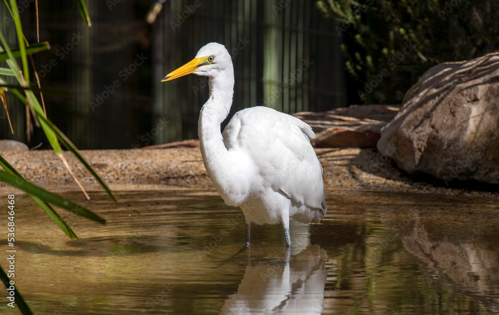 Great Egret (Ardea alba) Great Egret (Ardea alba)