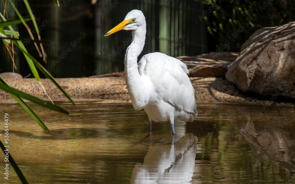 Great Egret (Ardea alba) Great Egret (Ardea alba)