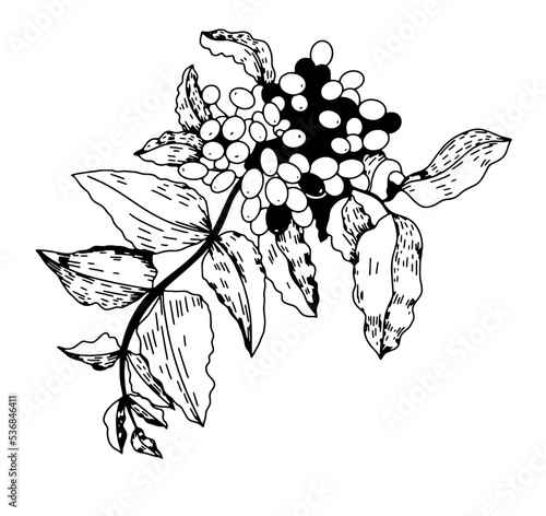 Mahonia aquifolium medicinal plants for health
