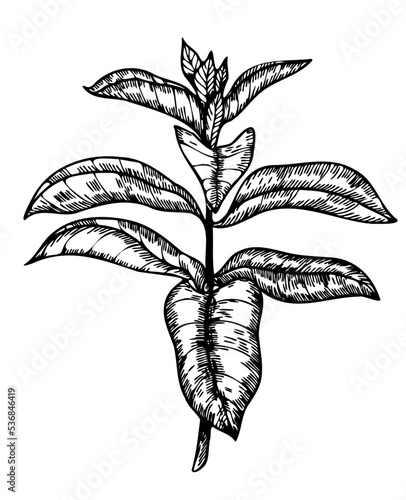 mint medicinal plants for health