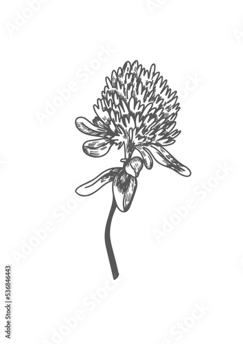 Red Clover medicinal plants for health