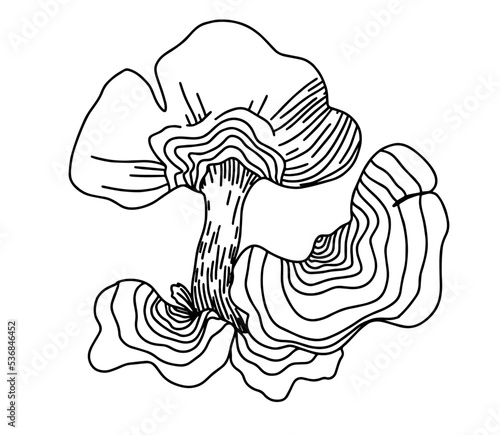 reishi medicinal plants for health