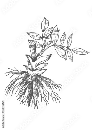 Valerian Root medicinal plants for health