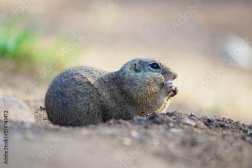 ground squirrel feeding before winter sleep