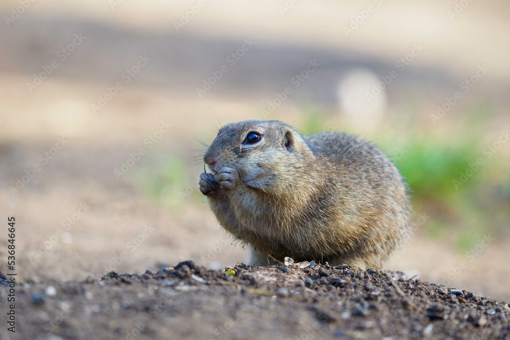 Ground Squirrel feeding before winter sleep Ground Squirrel feeding before winter sleep