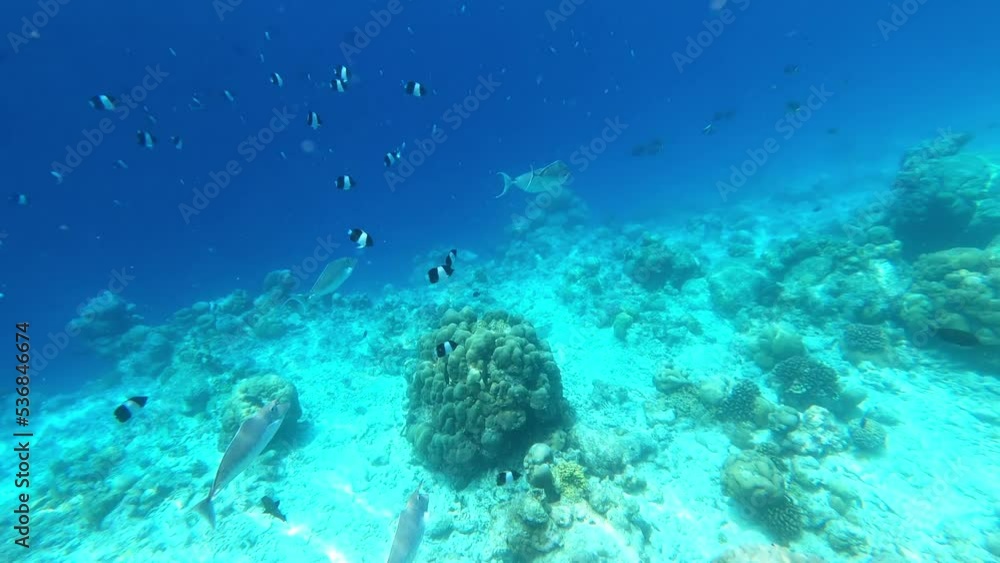 a coral reef. underwater video. Waterproof photo and video equipment for travel a coral reef. underwater video. Waterproof photo and video equipment for travel