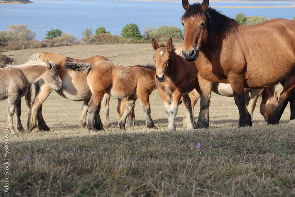 mare and foal