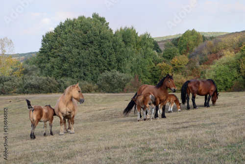 horses in the field