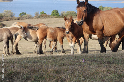 mare and foal