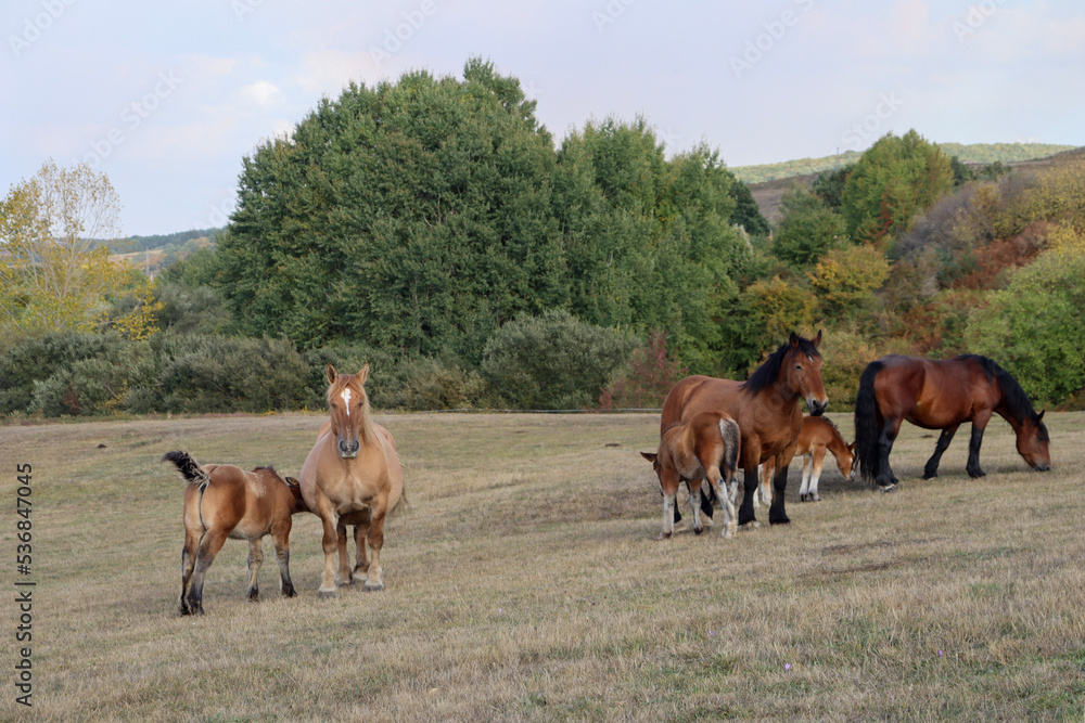 horses on the meadow horses on the meadow