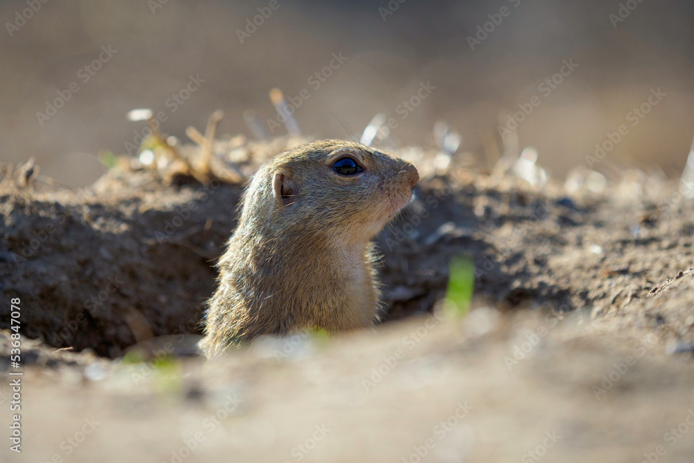 Naklejka premium Ground Squirrel feeding before winter sleep