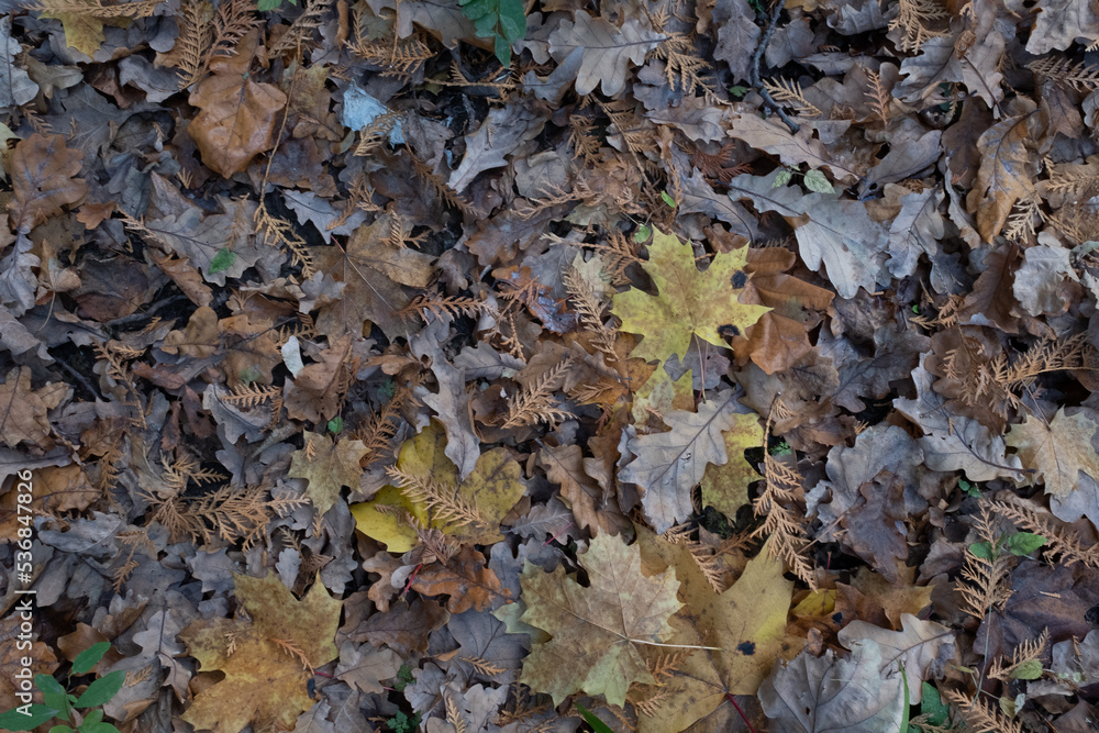 Autumn leaves, horizontal photo. Background from fallen leaves for publication, screensaver, wallpaper, postcard, poster, banner, cover, website. Art high-quality photo