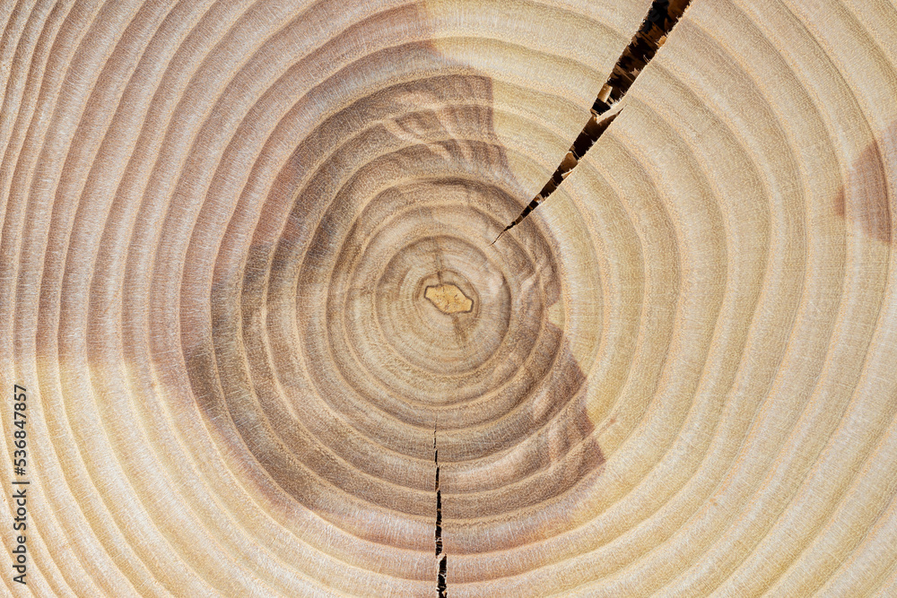 Annual growth rings Stock Photo by ©loriklaszlo 7298064