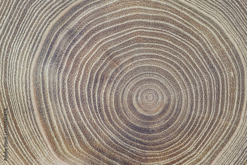 Closeup of acacia wood slice showing the vessels, rays, and annual rings. Concentric growth rings of an acacia tree. Tree anatomy. Wood grain. Abstract background