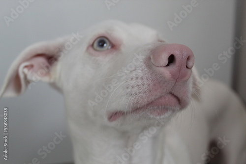 Perro Albino retrato