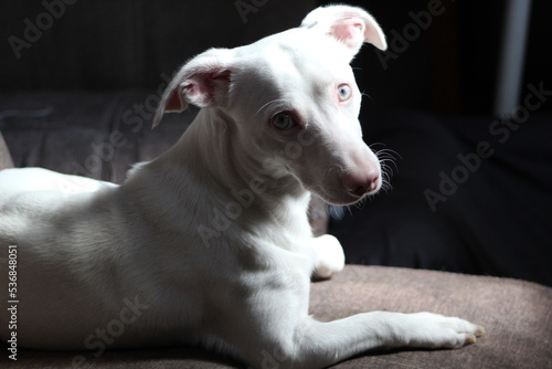 Perro Albino