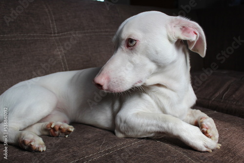 Perro Albino