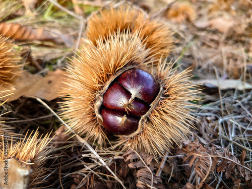 Group of chestnuts typical autumnal fruit