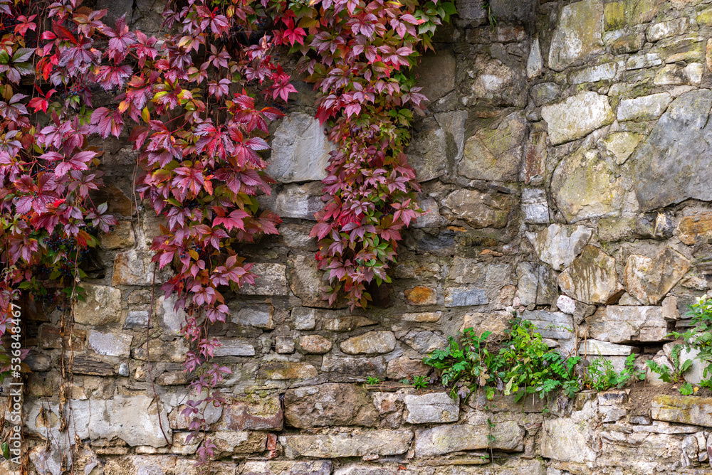 Stonewall with climbing plant during autumn. Castle wall overgrown with creeper