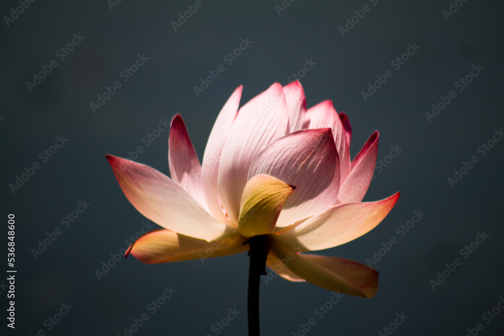 Explore a beleza das flores Explore a beleza das flores