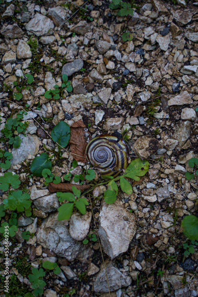 Obraz premium cracked shell 