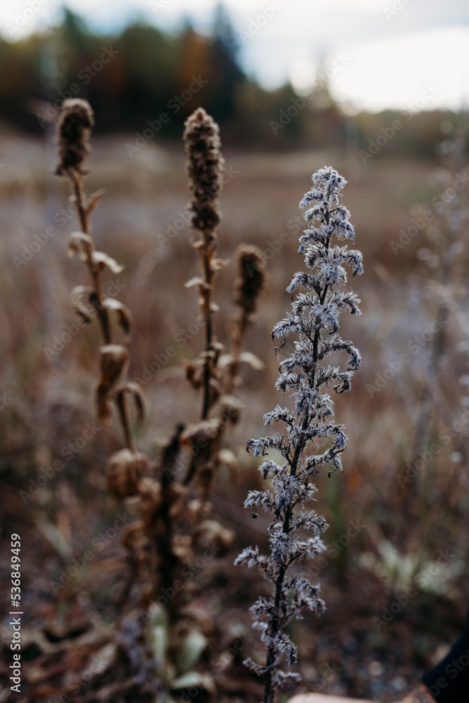 Naklejka premium Close up of Weeds in a sandpit