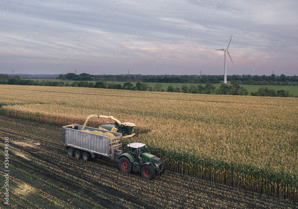 Autumn harvesting of silage for cows feeding: a combine harvester and a tractor work in a corn field in Denmark