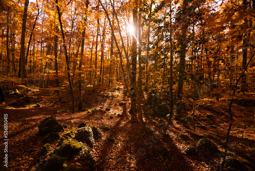 Autumn grove with orange leaves. Fageda d en Jord    beech forest.