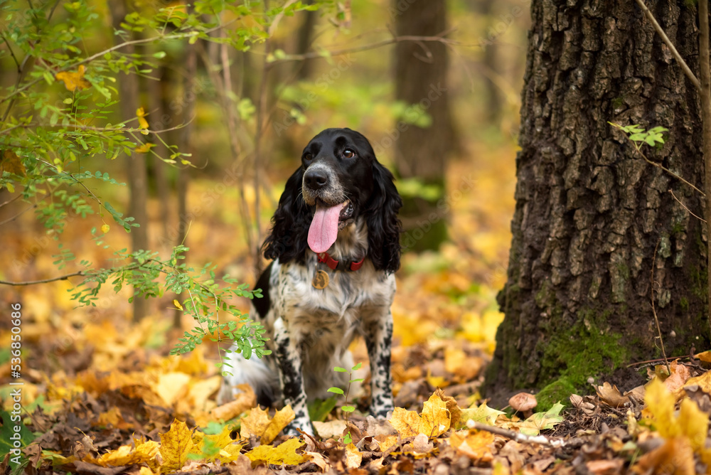Charming black and white hunting dog breed spaniel sits in the autumn forest. Soft focus. Selective focus.. Gun dog. Charming black and white hunting dog breed spaniel sits in the autumn forest. Soft focus. Selective focus.. Gun dog.