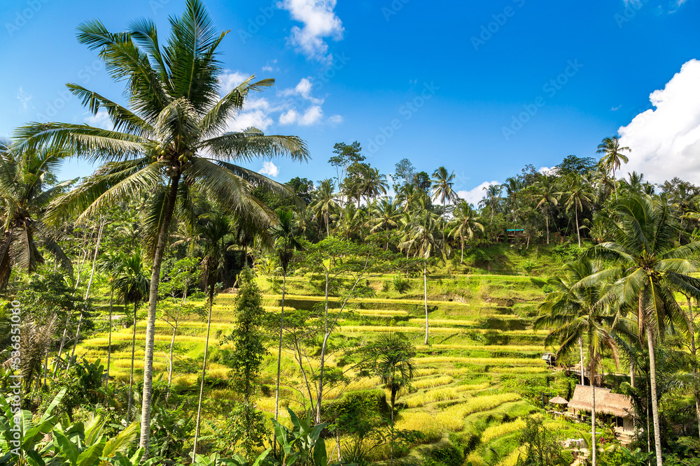Naklejka premium Tegallalang rice terrace on Bali