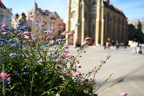 Freedom Square Novi Sad Serbia April 30 2022 People walk along the street. Pink and blue forget-me-not flowers grow in a flower bed. The Name of Mary Church, Roman Catholic parish church in Novi Sad photo