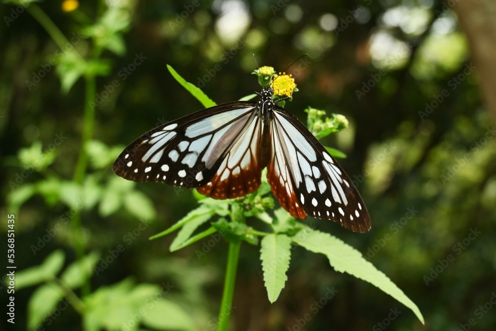 Chestnut tiger butterfly female (Parantica sita).A large butterfly with brightly patterned wings that has alkaloid toxins in its body to protect itself from predators. And travel over 2000km. Chestnut tiger butterfly female (Parantica sita).A large butterfly with brightly patterned wings that has alkaloid toxins in its body to protect itself from predators. And travel over 2000km.