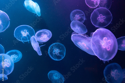 Fototapeta Naklejka Na Ścianę i Meble -  Big Jellyfish in aquarium