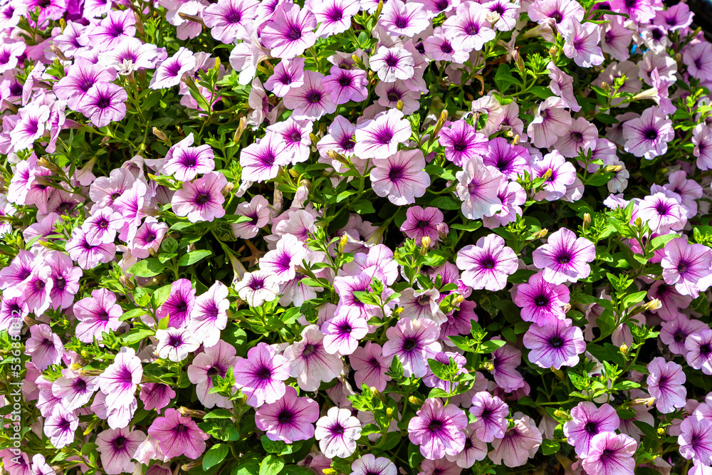 Background of petunias flowers