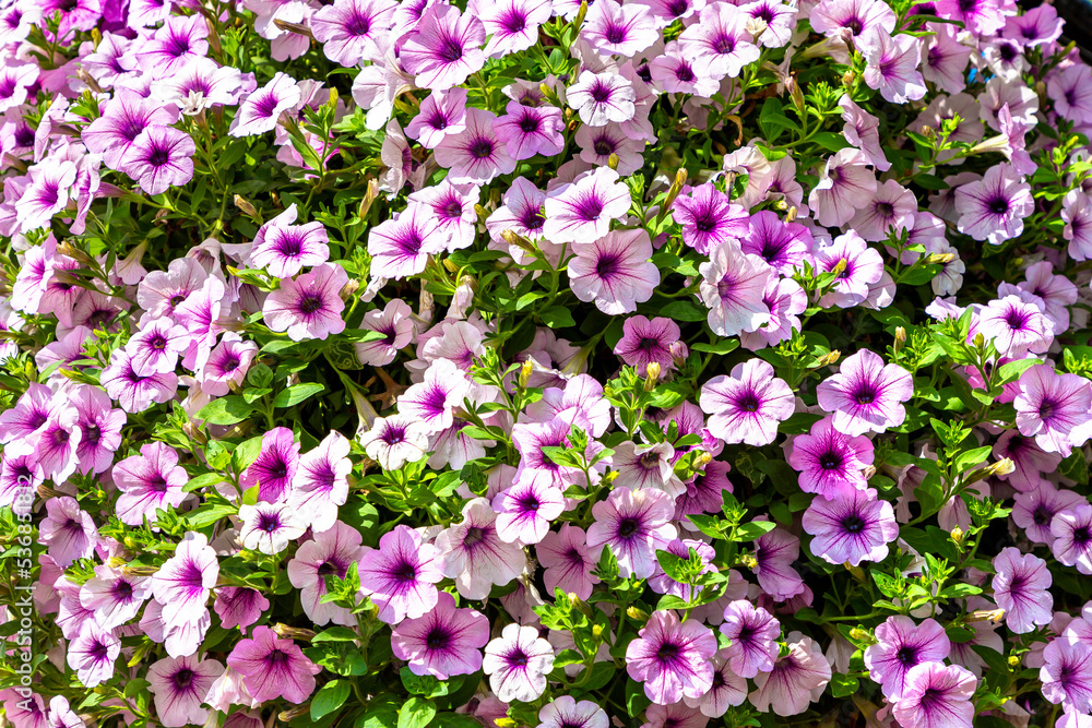 Background of petunias flowers Background of petunias flowers