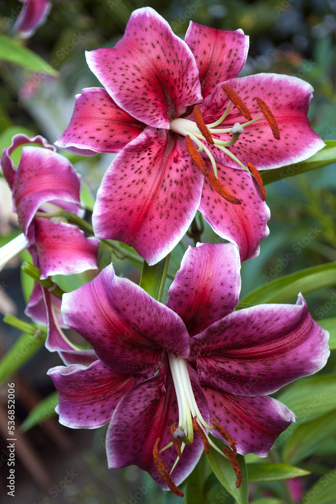 red lily summer garden decoration red lily summer garden decoration