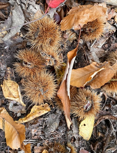 Chestnuts in Autumn